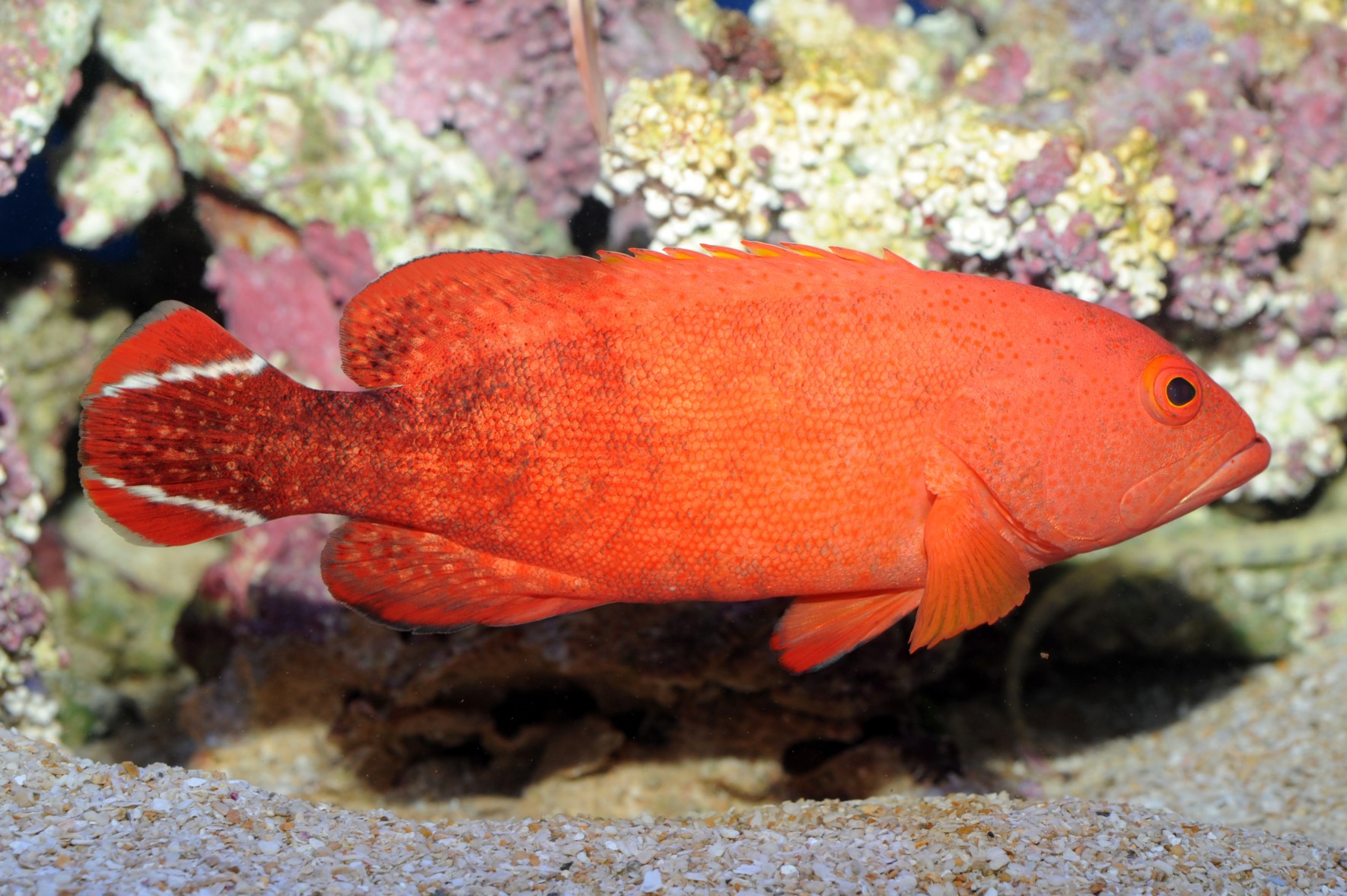 美ら海生き物図鑑 エリア別検索 熱帯魚の海 の検索結果 沖縄美ら海水族館 沖縄の美ら海を 次の世代へ