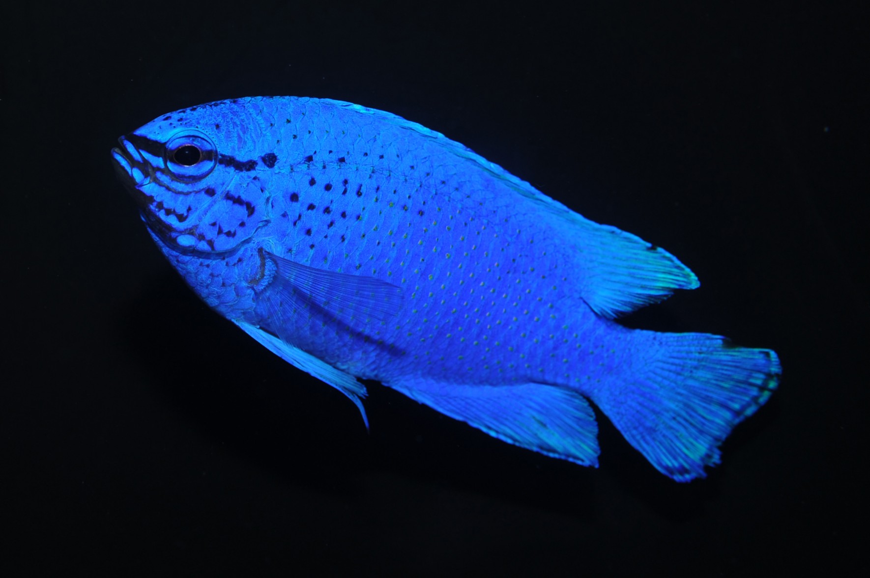 Blue Damselfish Sapphire Devil Churaumi Fish Encyclopedia Okinawa Churaumi Aquarium For The Next Generation To Inherit The Beautiful Seas Of Okinawa