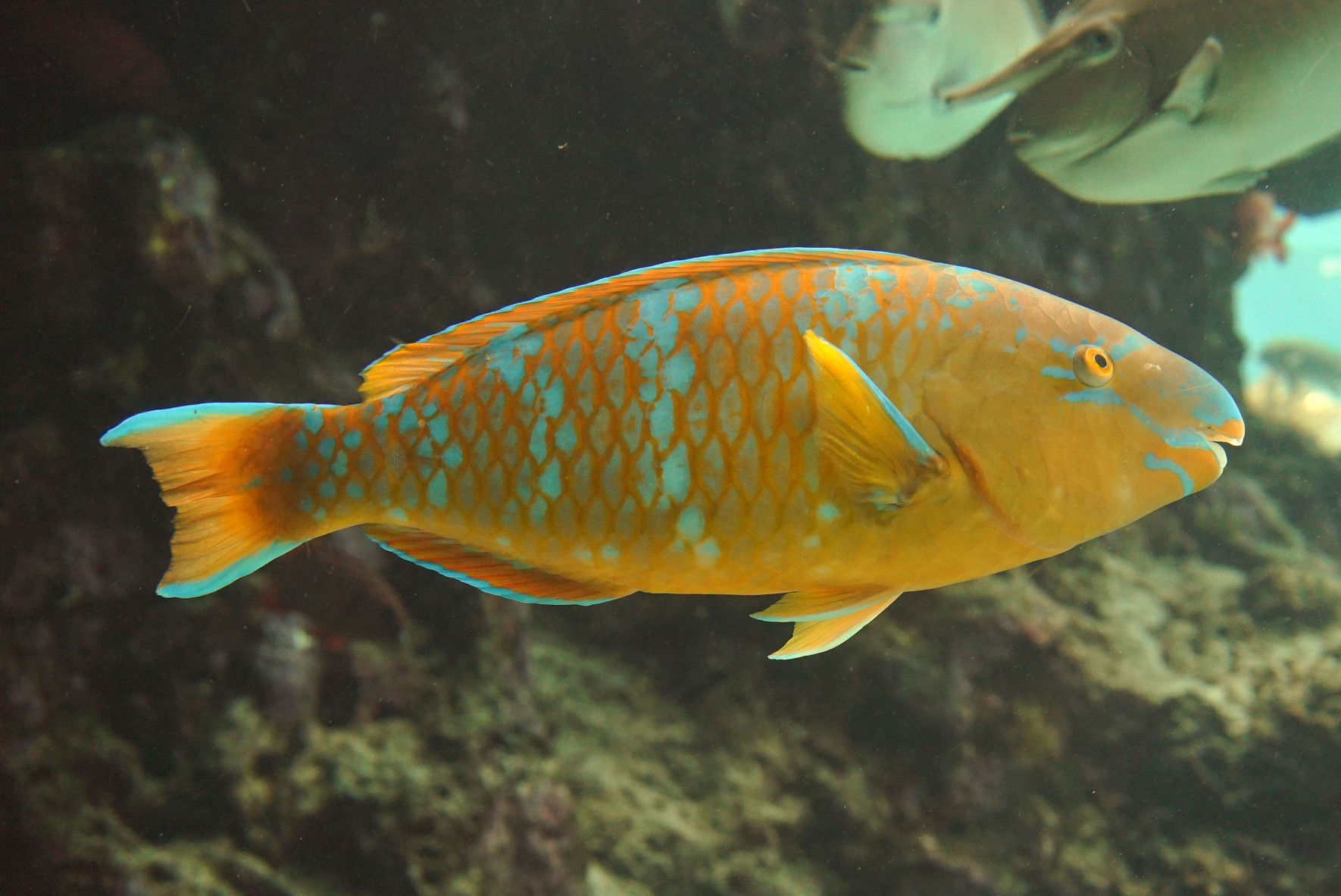 美ら海生き物図鑑 五十音検索 和名 ヒ から始まる名前の生き物 の検索結果 沖縄美ら海水族館 沖縄の美ら海を 次の世代へ