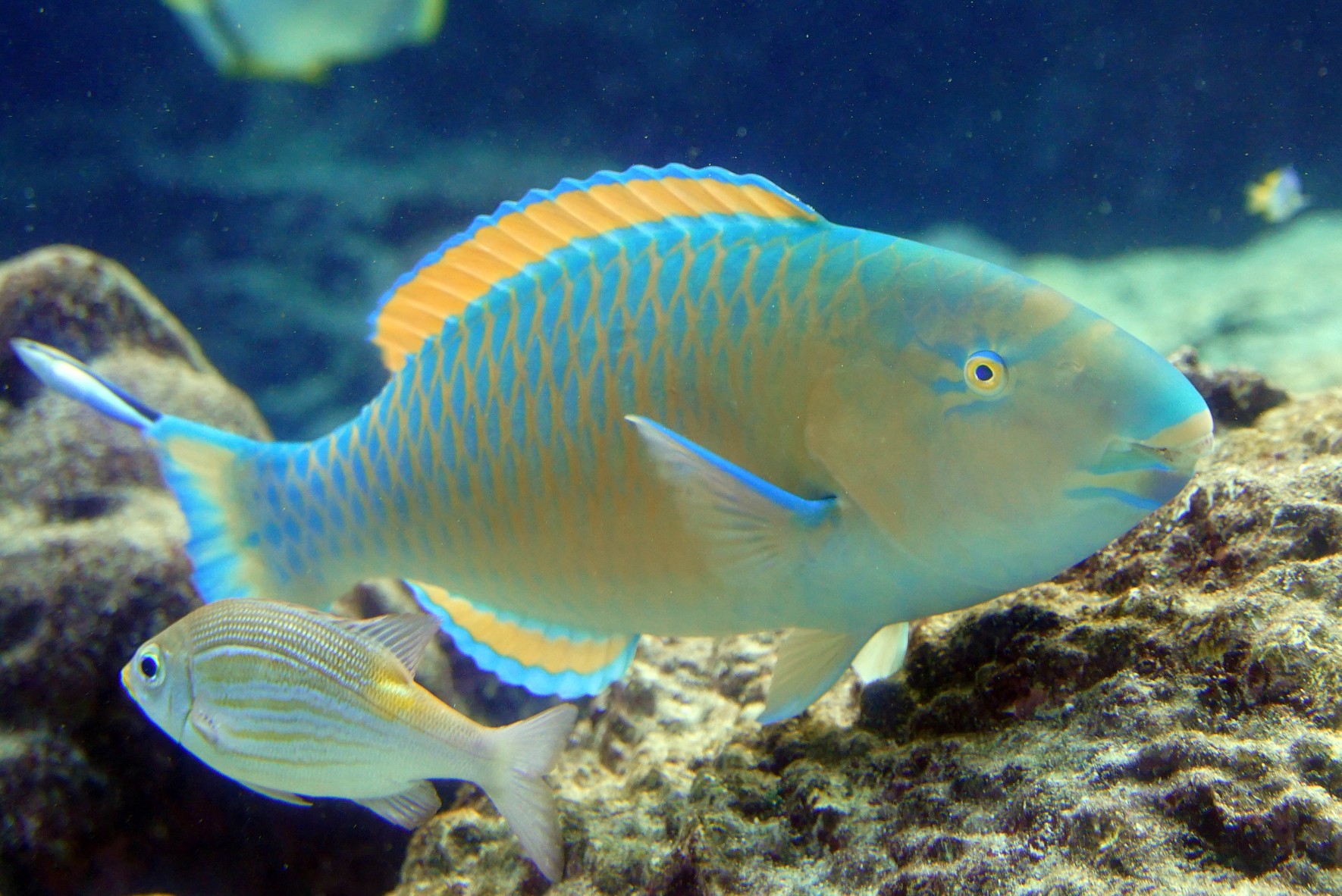 蓝点鹦哥鱼 美丽海生物图鉴 冲绳美丽海水族馆 冲绳美丽海 世代