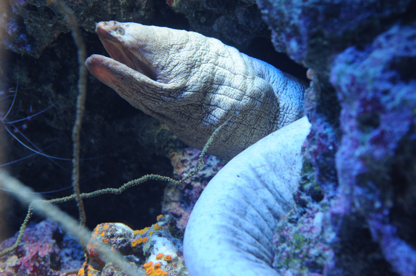 ダイオウキカイウツボ（仮称） | 美ら海生き物図鑑 | 沖縄美ら海水族館 - 沖縄の美ら海を、次の世代へ。-