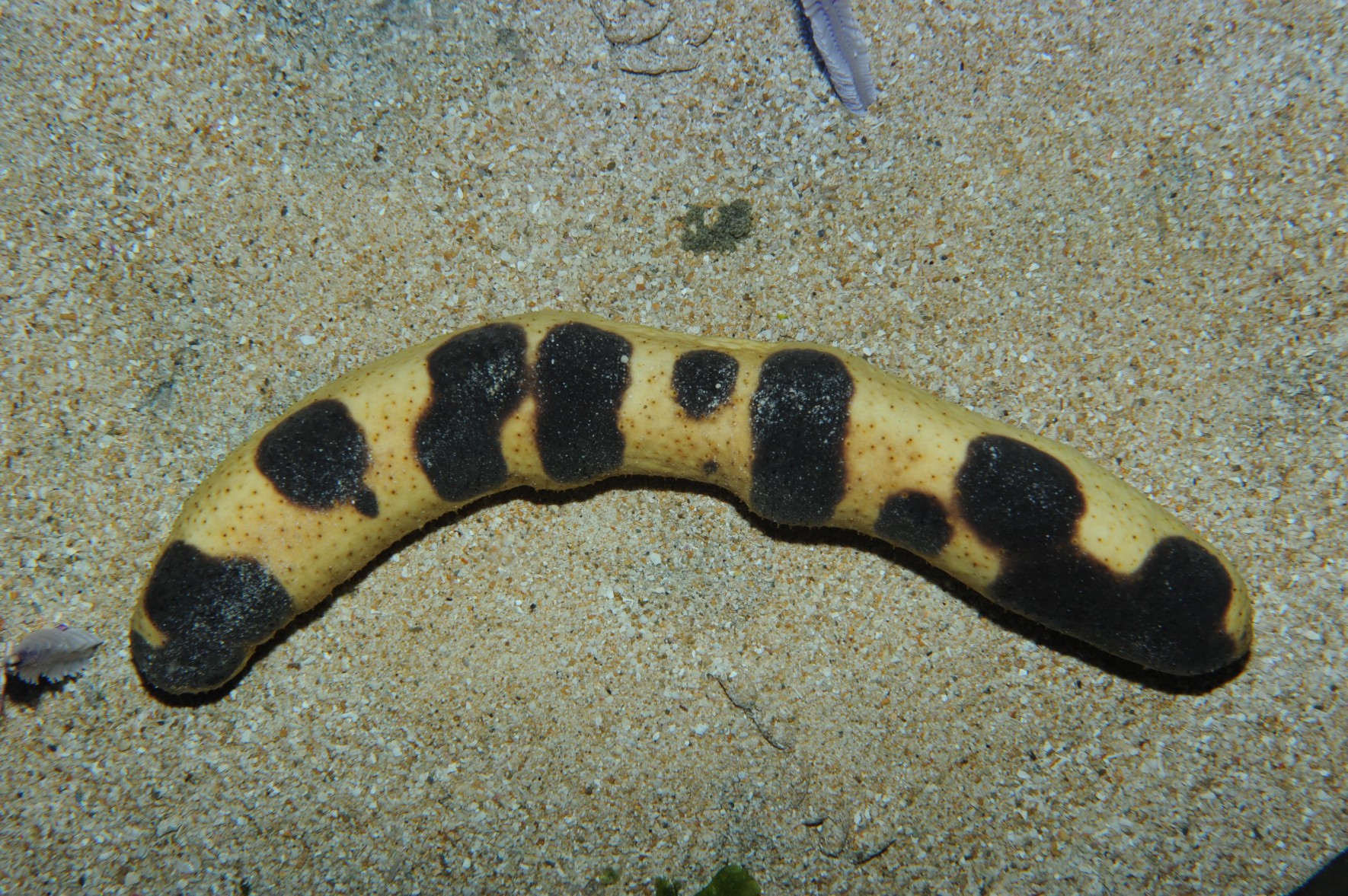 Sea cucumber species