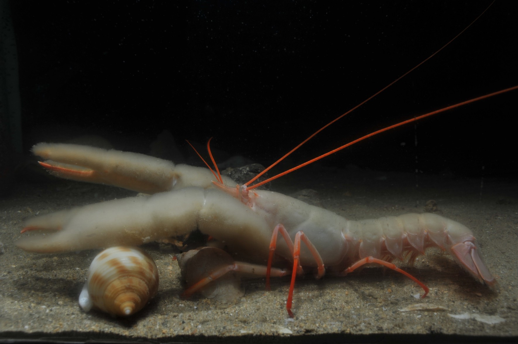 史氏擬海螯蝦