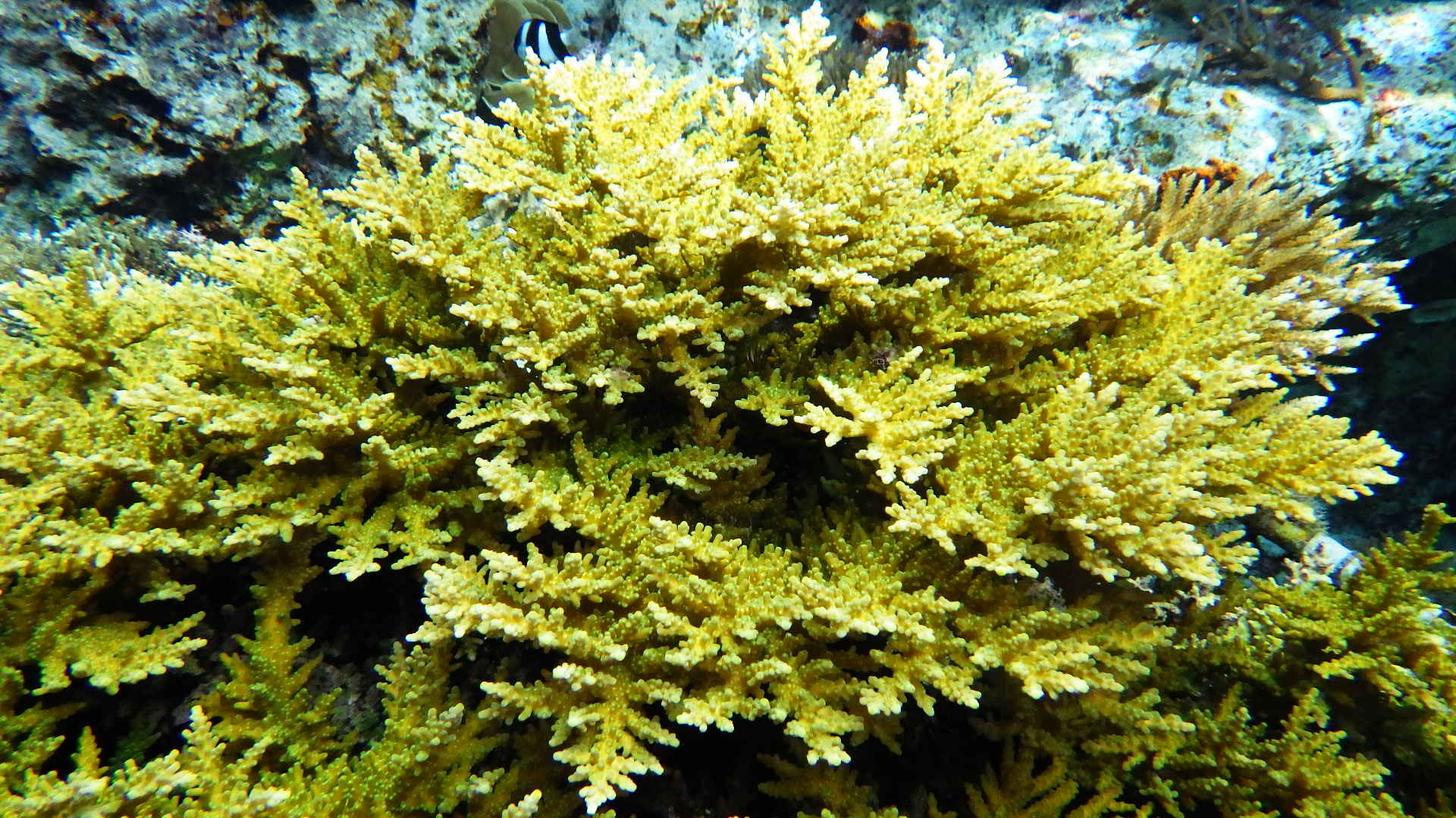 Bottlebrush coral 