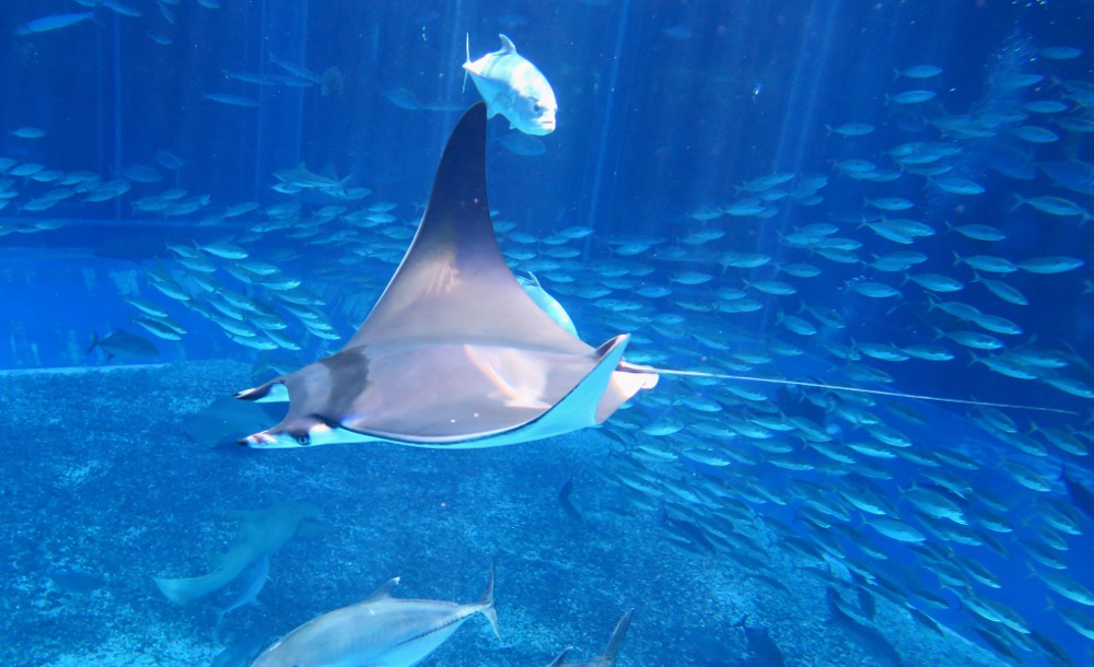 Smoothtail devil ray