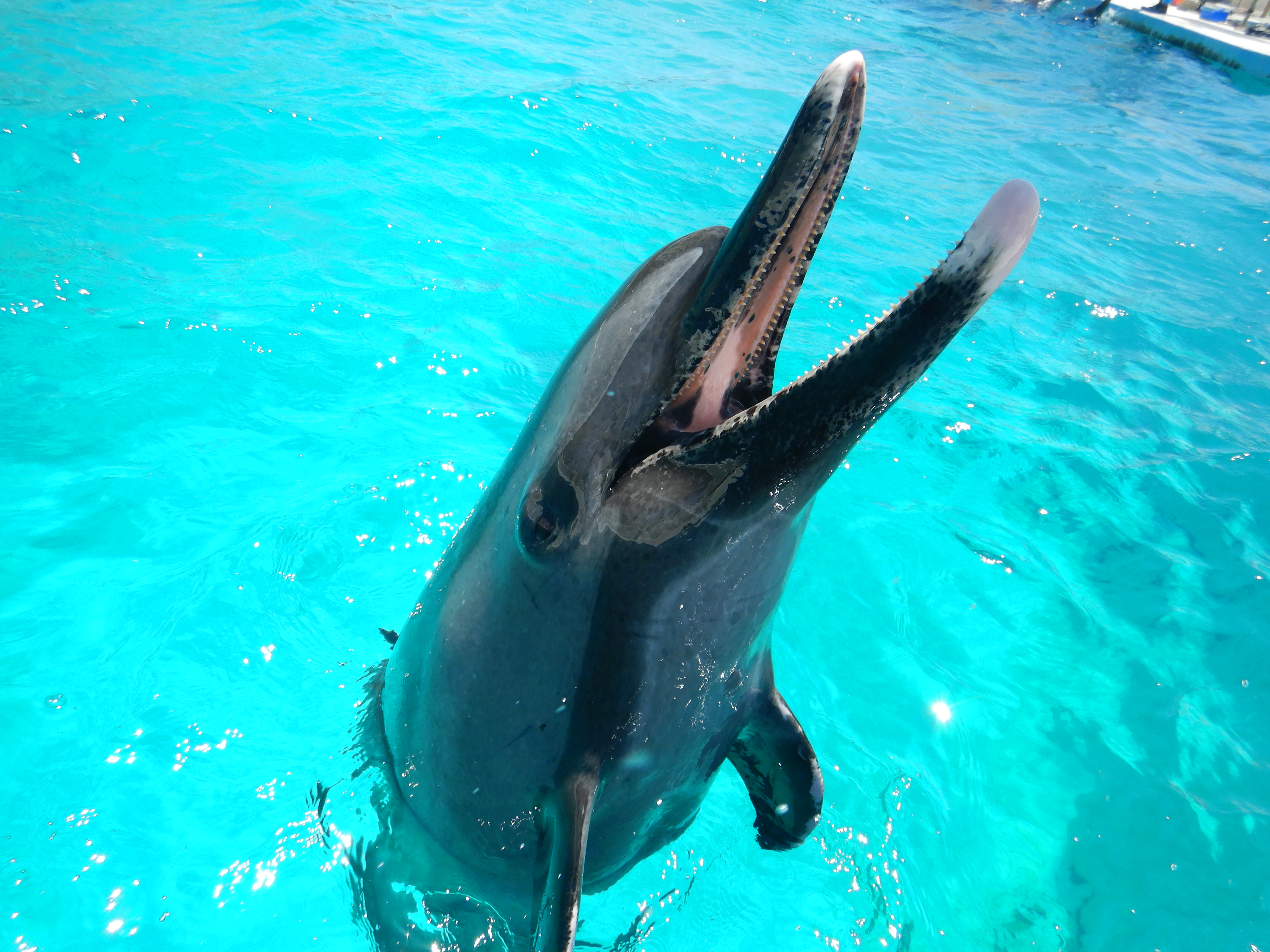 美ら海生き物図鑑 エリア別検索 オキちゃん劇場 イルカラグーン の検索結果 沖縄美ら海水族館 沖縄の美ら海を 次の世代へ