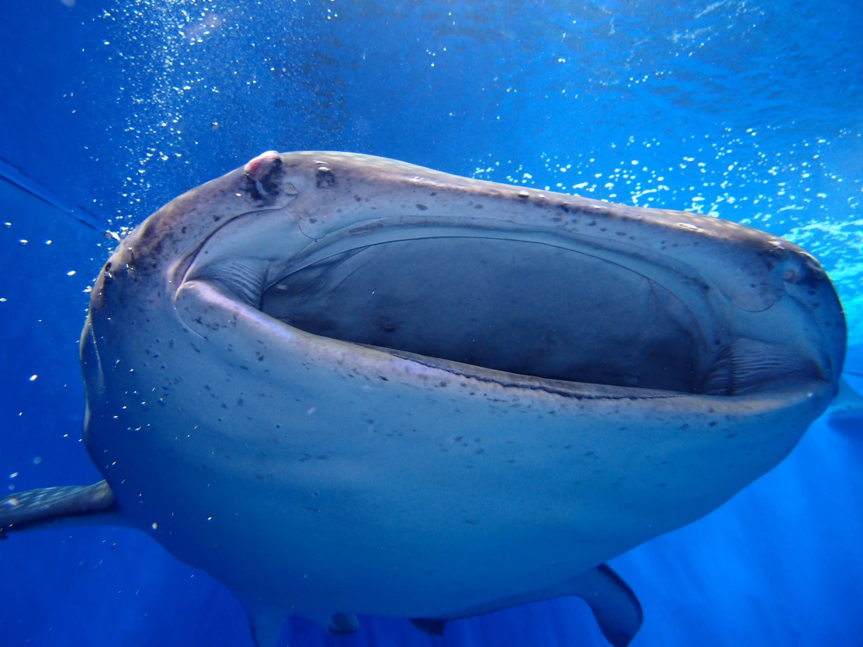 whale shark jinbei