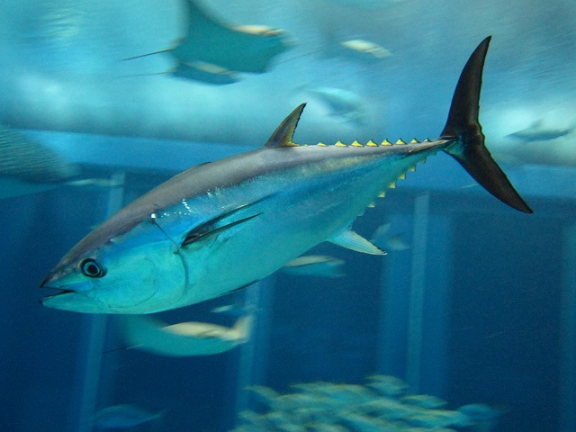 蓝鳍金枪鱼特征图片