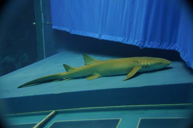 オオテンジクザメ | 美ら海生き物図鑑 | 沖縄美ら海水族館 - 沖縄の美 