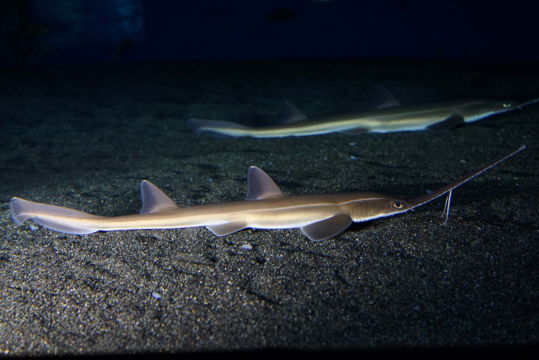 ノコギリザメ | 美ら海生き物図鑑 | 沖縄美ら海水族館 - 沖縄の美ら海