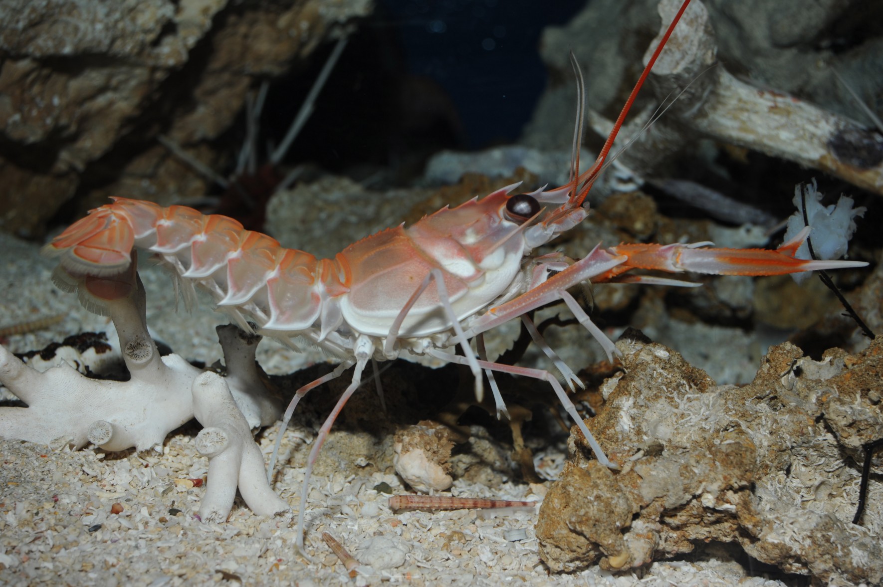 海螯虾科图片