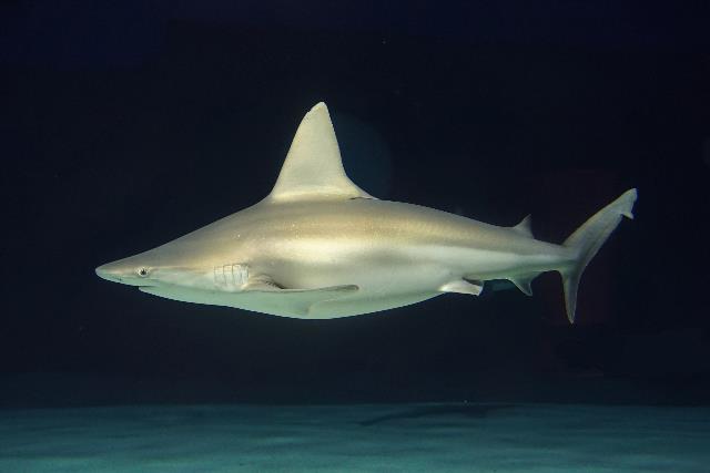 鉛灰真鯊 高鰭白眼鮫