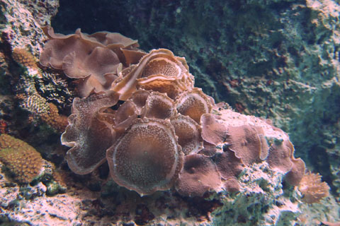 大象耳香菇珊瑚
