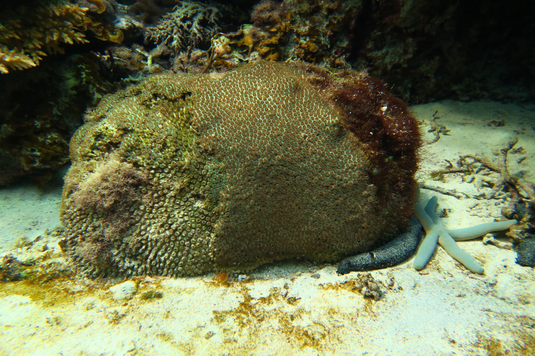 Galaxy coral