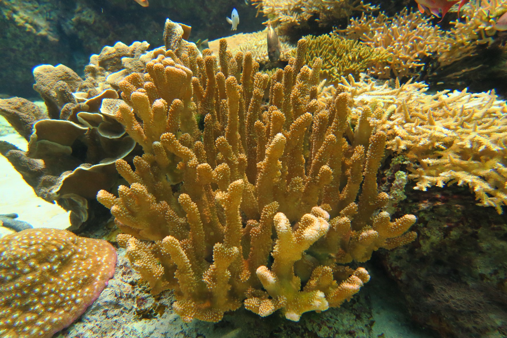 Antler coral