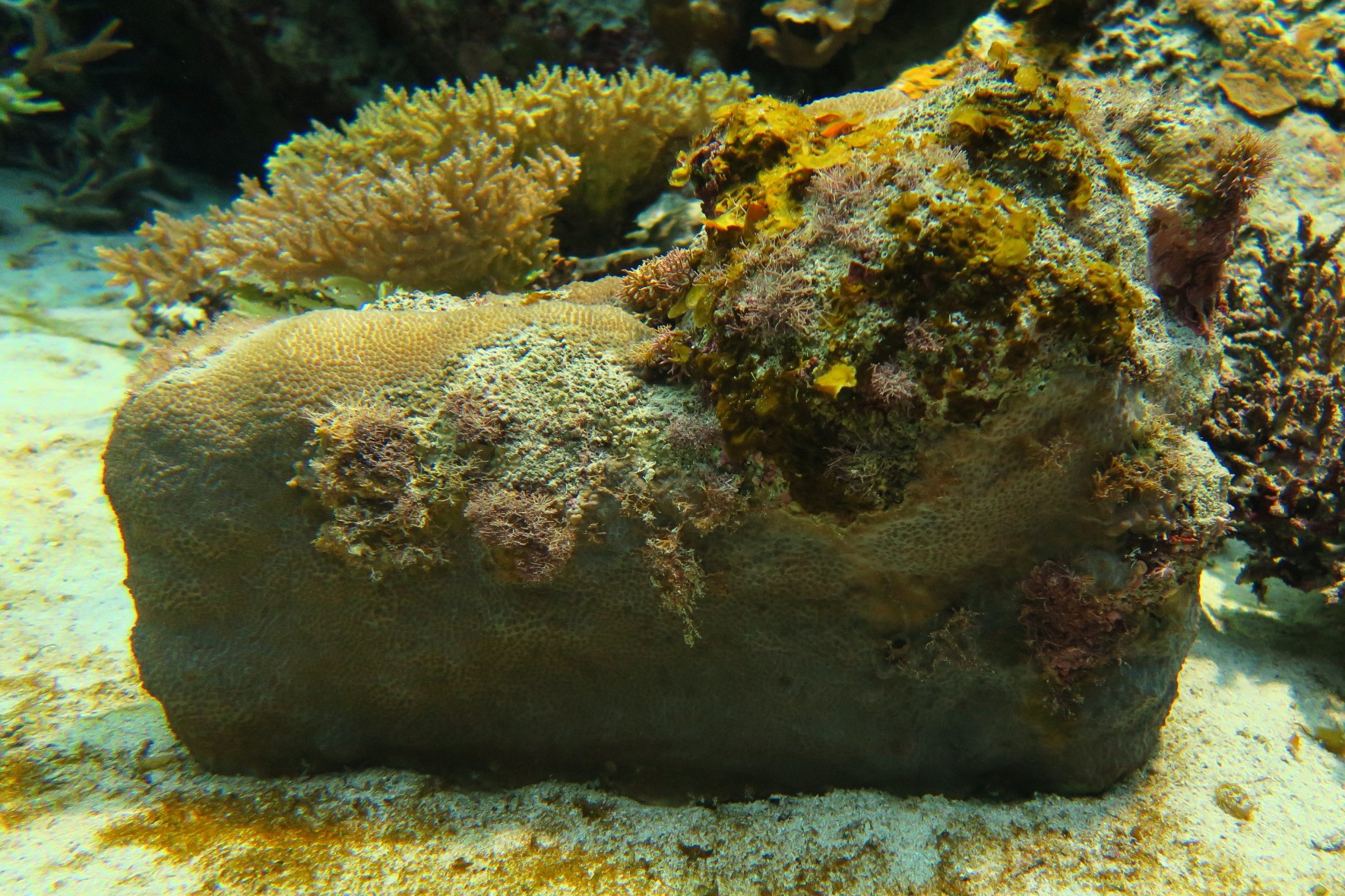 Lesser knob coral