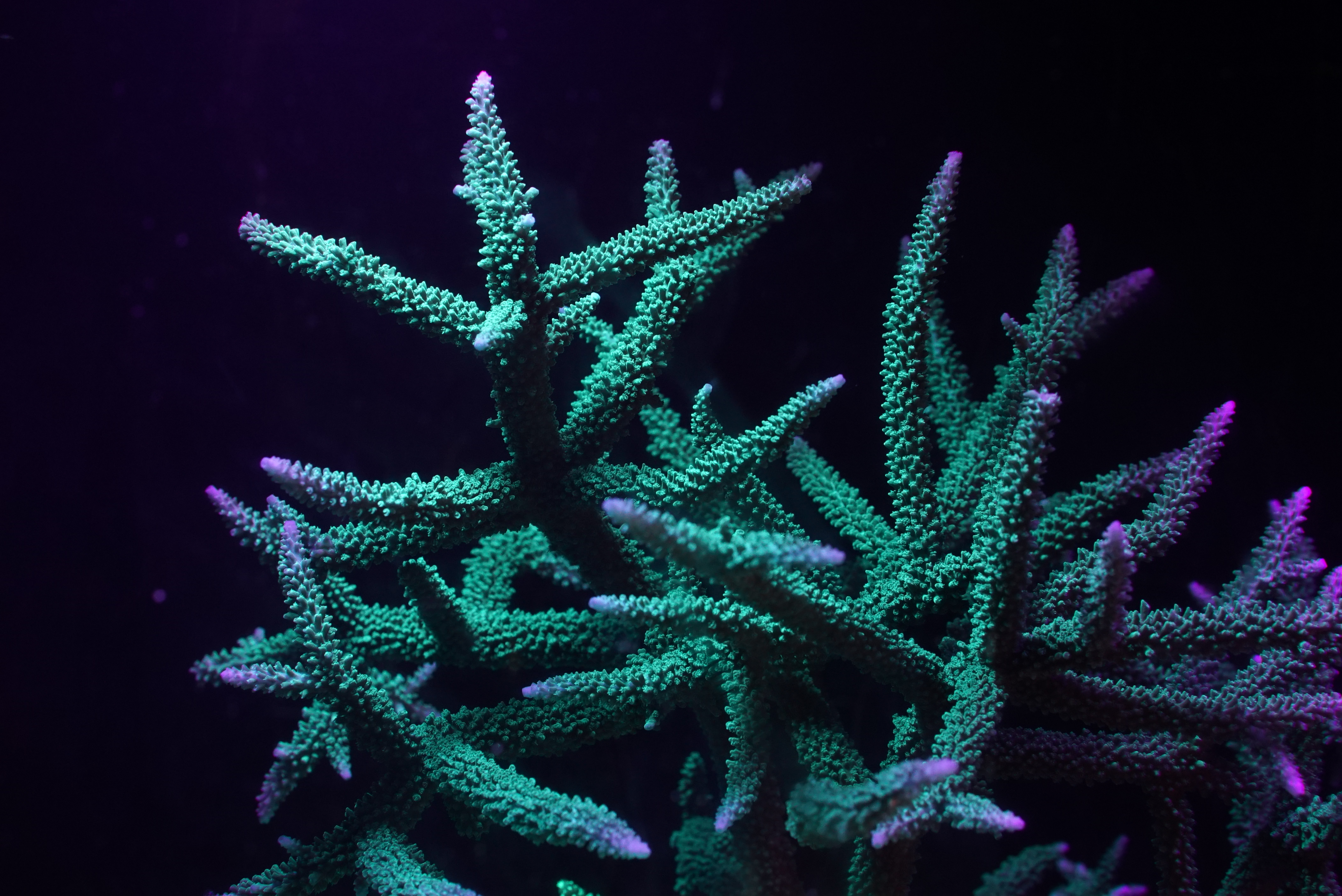 Staghorn coral, Churaumi Fish Encyclopedia