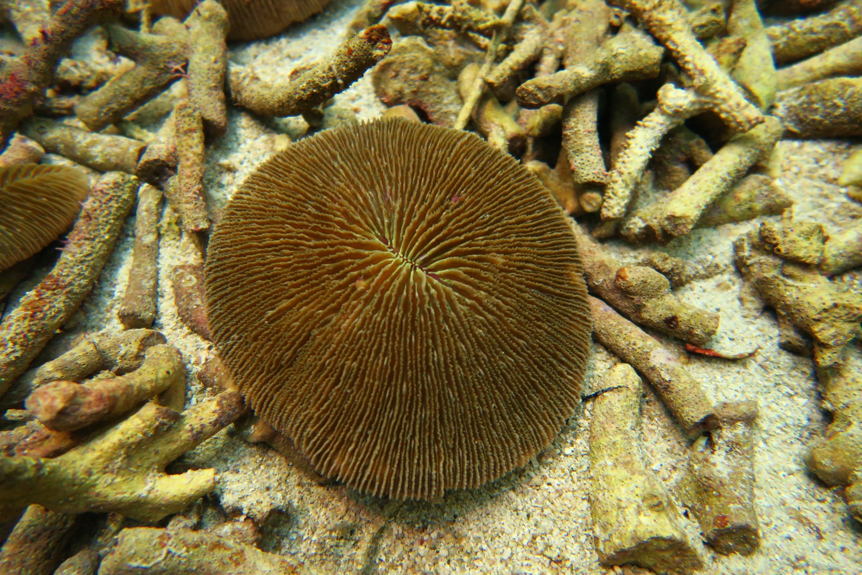 Frisbee mushroom coral　/　oval mushroom coral 