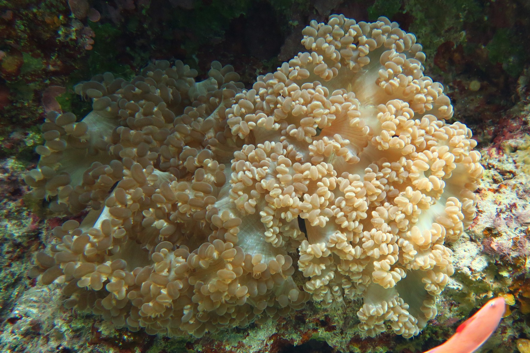 Bubble coral　／　Rounded bubblegum coral 