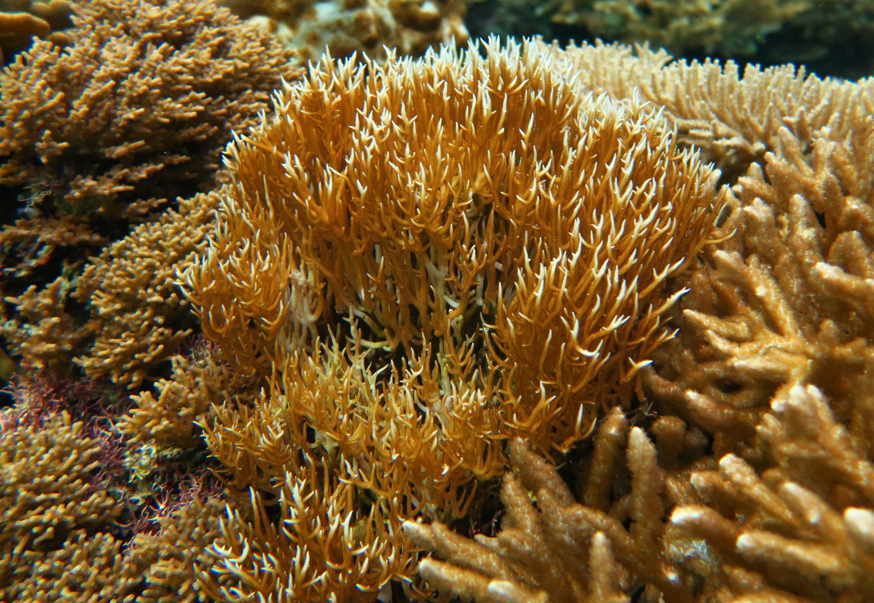 침열돌산호