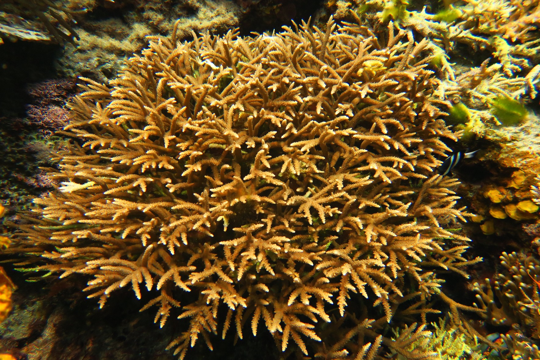 鹿角珊瑚 (中間軸孔珊瑚)