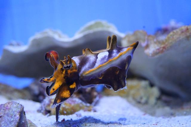 Paintpot cuttlefish
