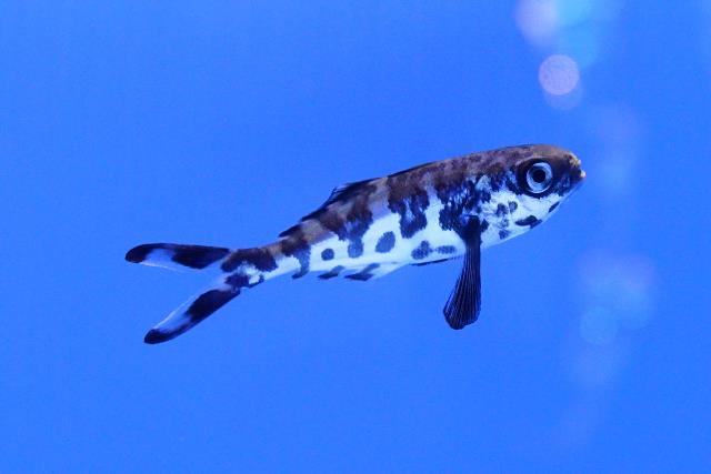 Man-of-war fish, Churaumi Fish Encyclopedia