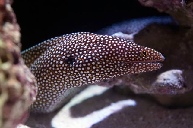 ハナビラウツボ 美ら海生き物図鑑 沖縄美ら海水族館 沖縄の美ら海を 次の世代へ