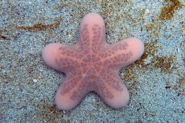 Granulated sea star