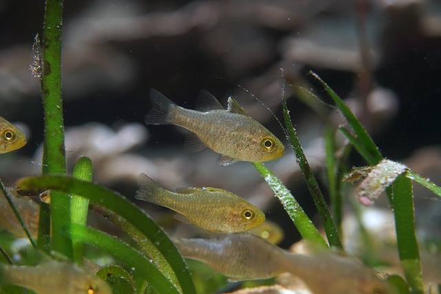 Cardinalfish species