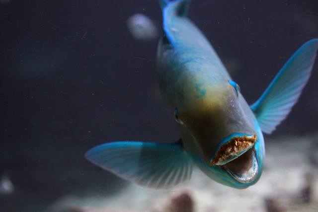 Churaumi Fish Encyclopedia | Okinawa Churaumi Aquarium - For the 