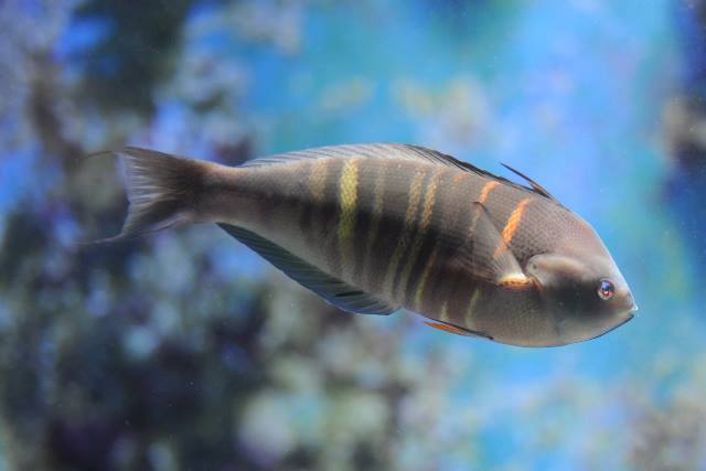 Rust-banded wrasse