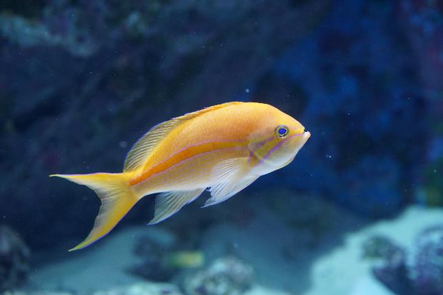 美ら海生き物図鑑 五十音検索 和名 ス から始まる名前の生き物 の検索結果 沖縄美ら海水族館 沖縄の美ら海を 次の世代へ