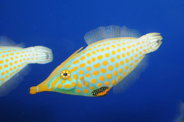 Harlequin Filefish Churaumi Fish Encyclopedia Okinawa Churaumi Aquarium For The Next Generation To Inherit The Beautiful Seas Of Okinawa