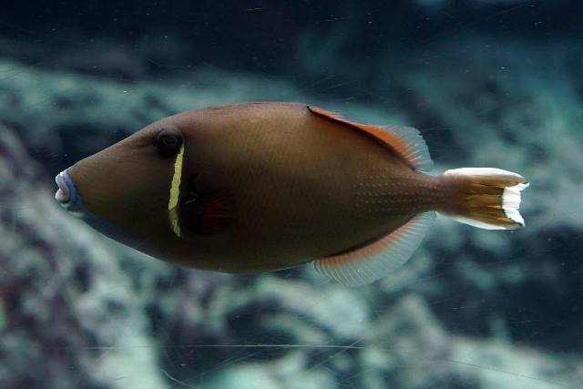 ツマジロモンガラ 美ら海生き物図鑑 沖縄美ら海水族館 沖縄の美ら海を 次の世代へ