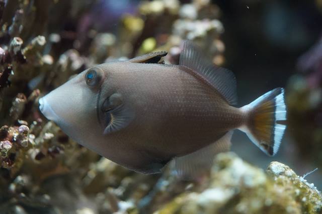 ツマジロモンガラ 美ら海生き物図鑑 沖縄美ら海水族館 沖縄の美ら海を 次の世代へ