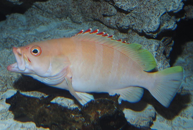 Red-tipped grouper