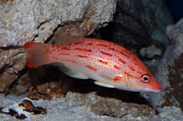 Red-sashed hogfish