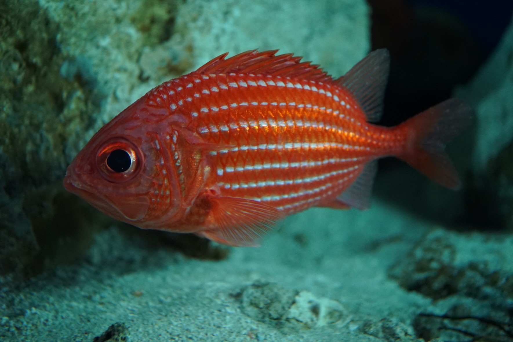 Deepwater soldierfish 