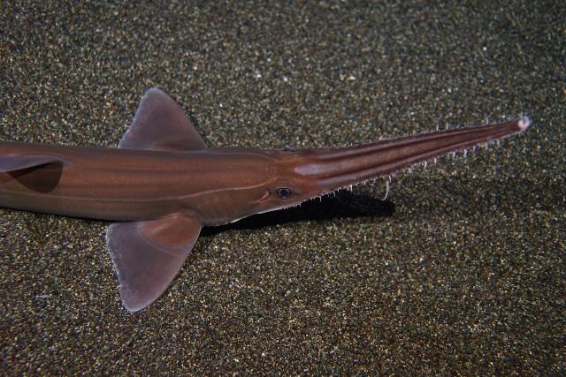 ノコギリザメ | 美ら海生き物図鑑 | 沖縄美ら海水族館 - 沖縄の美ら海