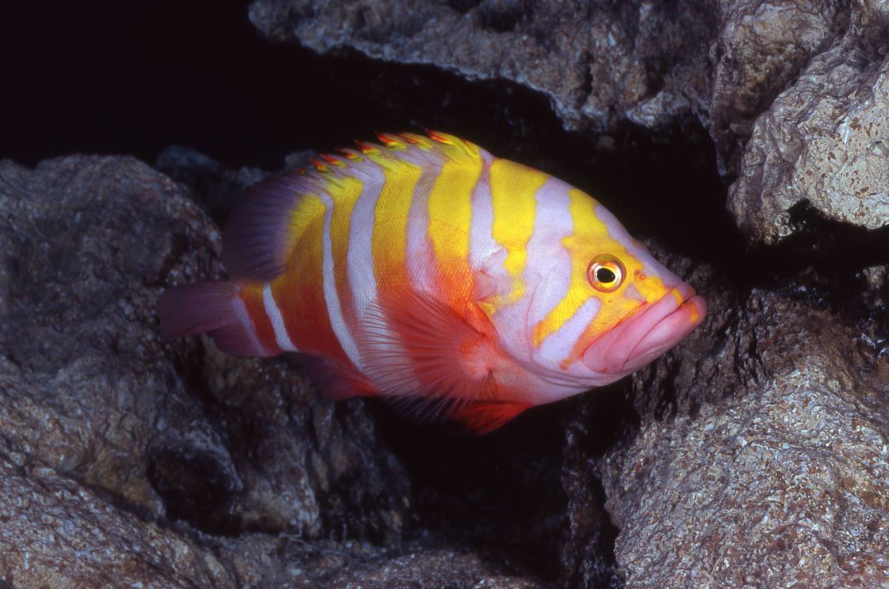 Garish hind Neptune grouper | Churaumi Fish Encyclopedia | Okinawa Churaumi  Aquarium - For the next generation to inherit; the beautiful seas of  Okinawa. -