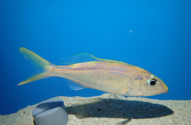 Pale ornate jobfish