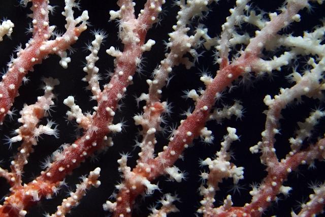 紅珊瑚| 美丽海生物图鉴| 冲绳美丽海水族馆- 冲绳美麗海世代相传-