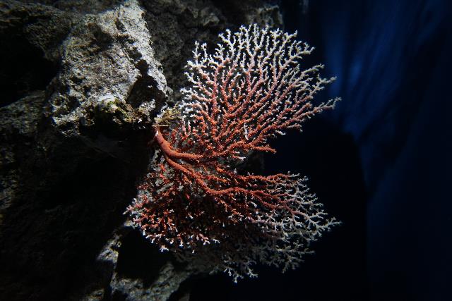 紅珊瑚| 美丽海生物图鉴| 冲绳美丽海水族馆- 冲绳美麗海世代相传-