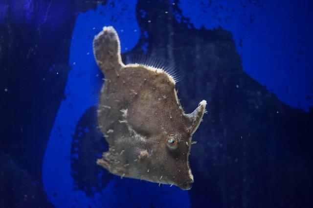 フチドリカワハギ 美ら海生き物図鑑 沖縄美ら海水族館 沖縄の美ら海を 次の世代へ