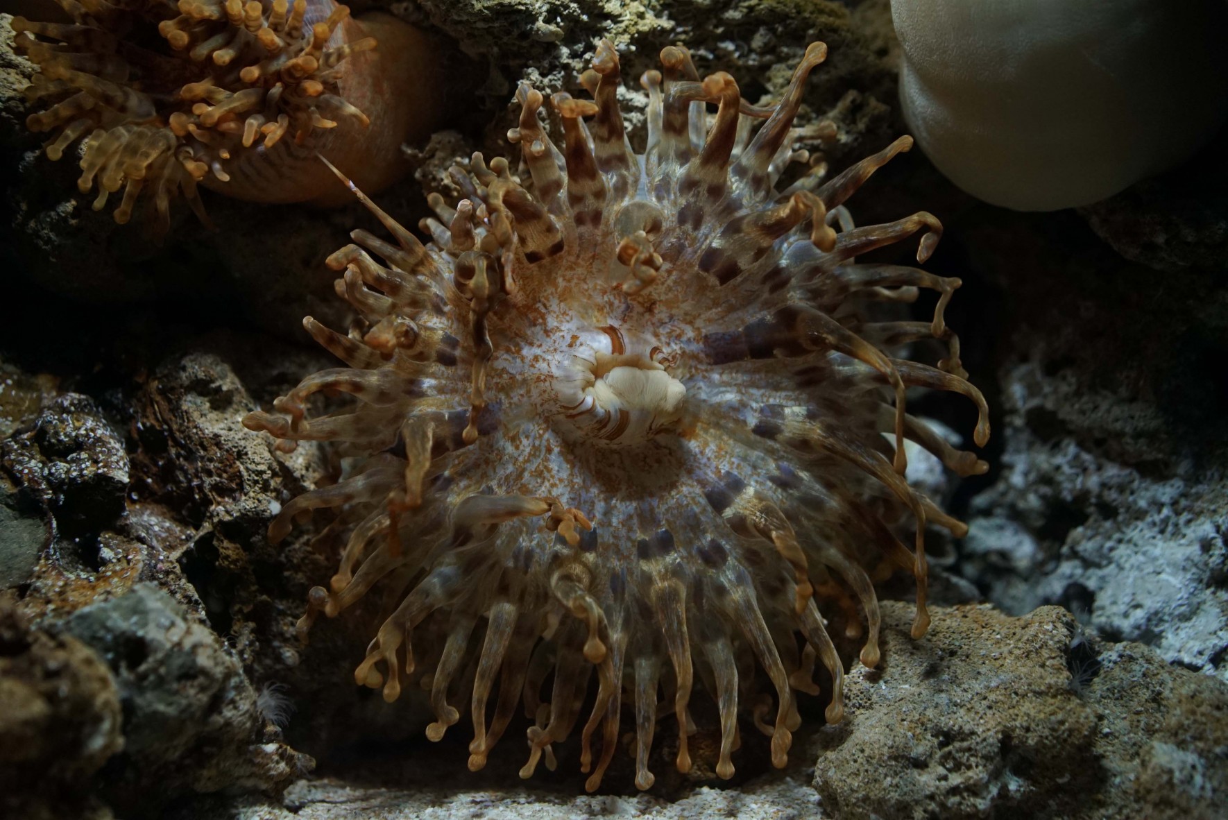 美ら海生き物図鑑 キーワード検索 イソギンチャク の検索結果 沖縄美ら海水族館 沖縄の美ら海を 次の世代へ