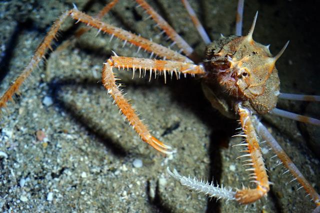 Deep-sea spider crab, Churaumi Fish Encyclopedia