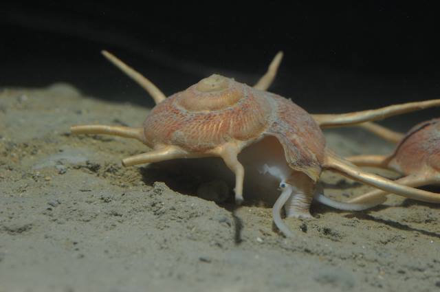 長棘星螺 美麗海生物圖鑑 沖繩美麗海水族館 沖繩美麗海世代相傳