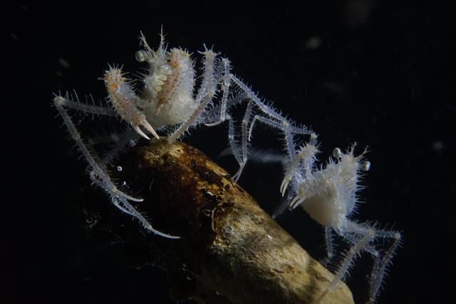 Spider crab species