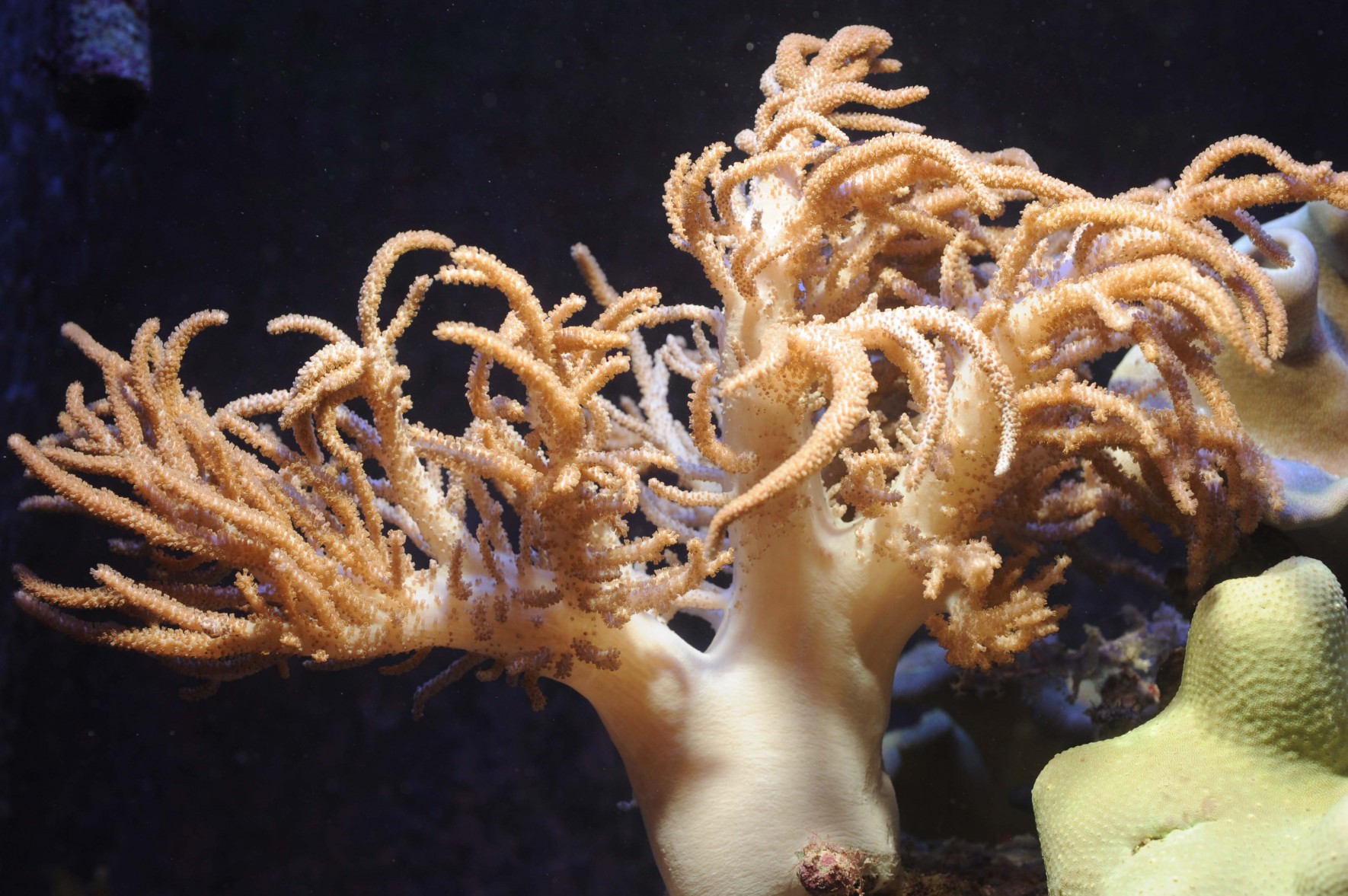 Spaghetti finger leather coral